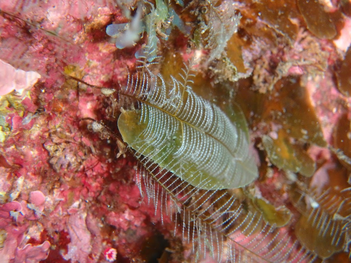 「シロガヤ」触るとクラゲ同様の激痛が走り、かぶれます。