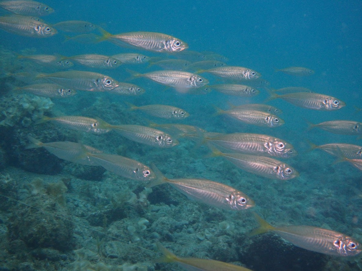 佐津ビーチ水中はアジの群れも活発になってきています♪