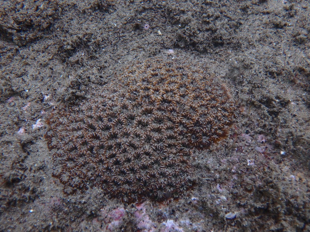 日本海で見られる珊瑚「キクメイシモドキ」