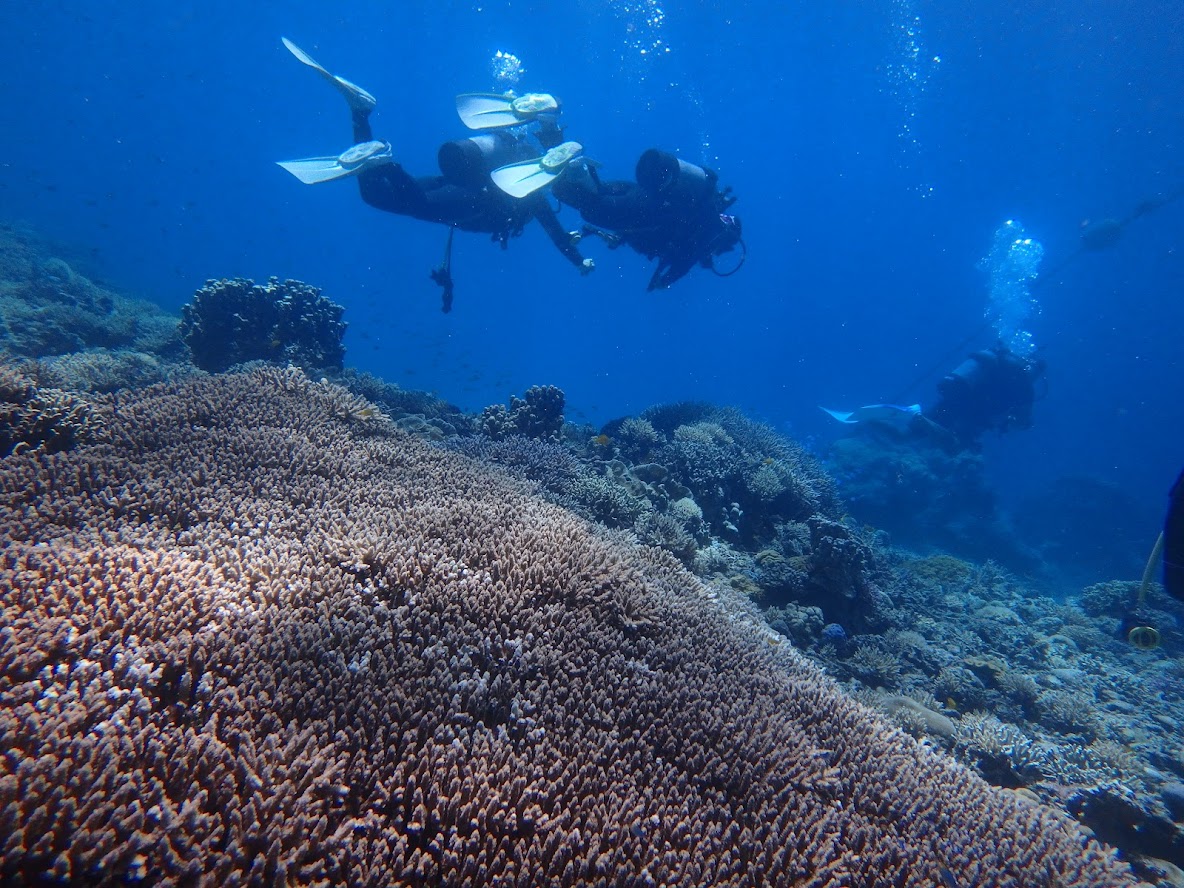 沖縄で見られるハードコーラル（珊瑚）