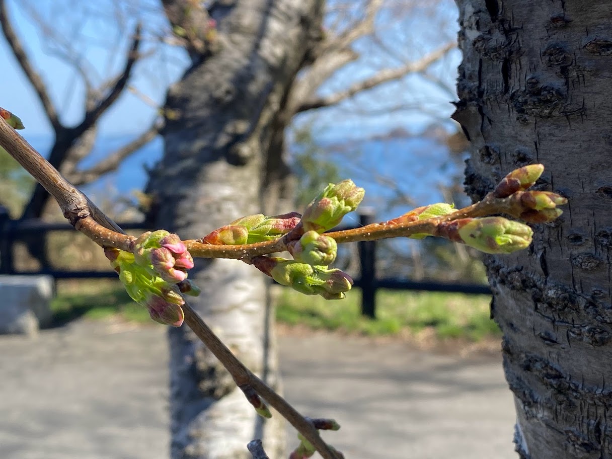 ピンク色に変わり出したばかりの桜のつぼみ