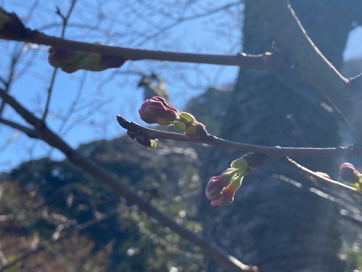 開花直前の桜のつぼみ