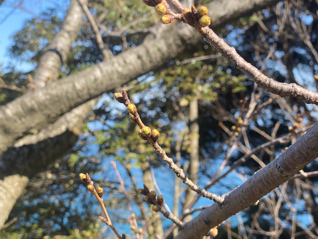 つぼみ状態の桜