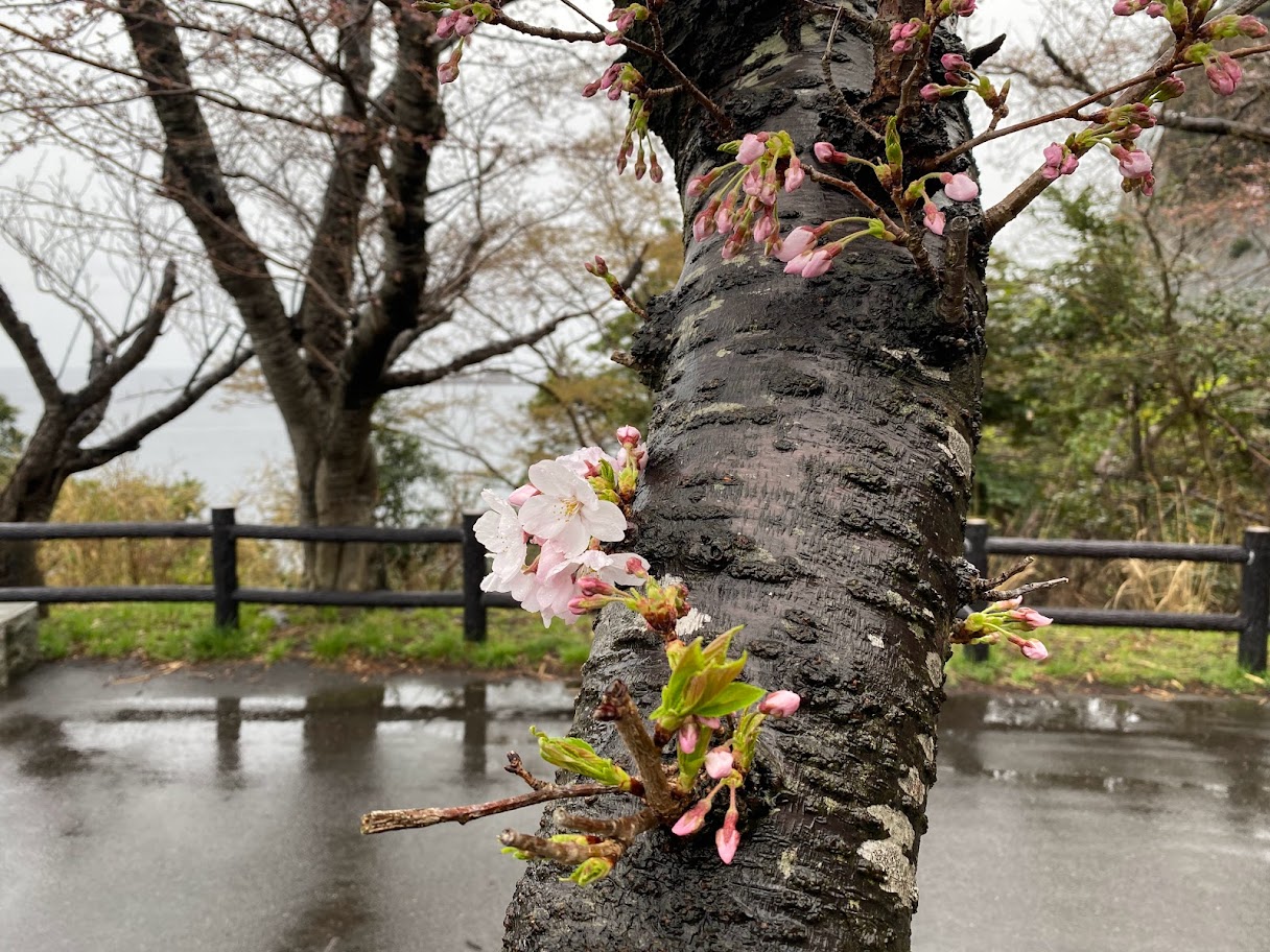 一部で桜の開花を確認！！