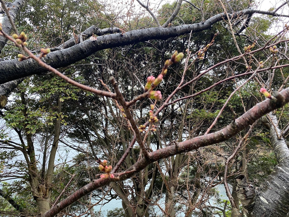 開花直前、ピンクの蕾多し