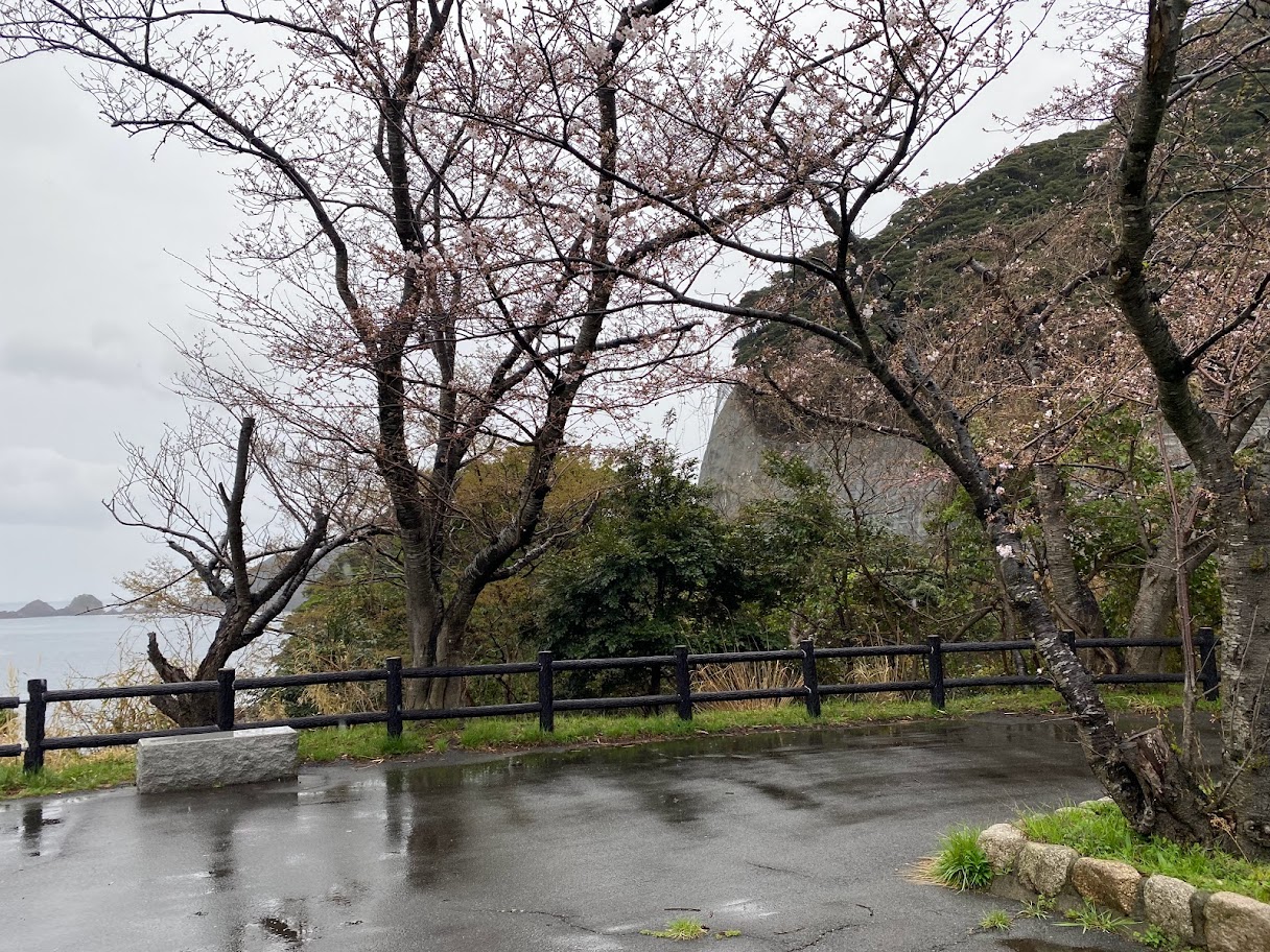 全ての桜が開花まで間も無く！！