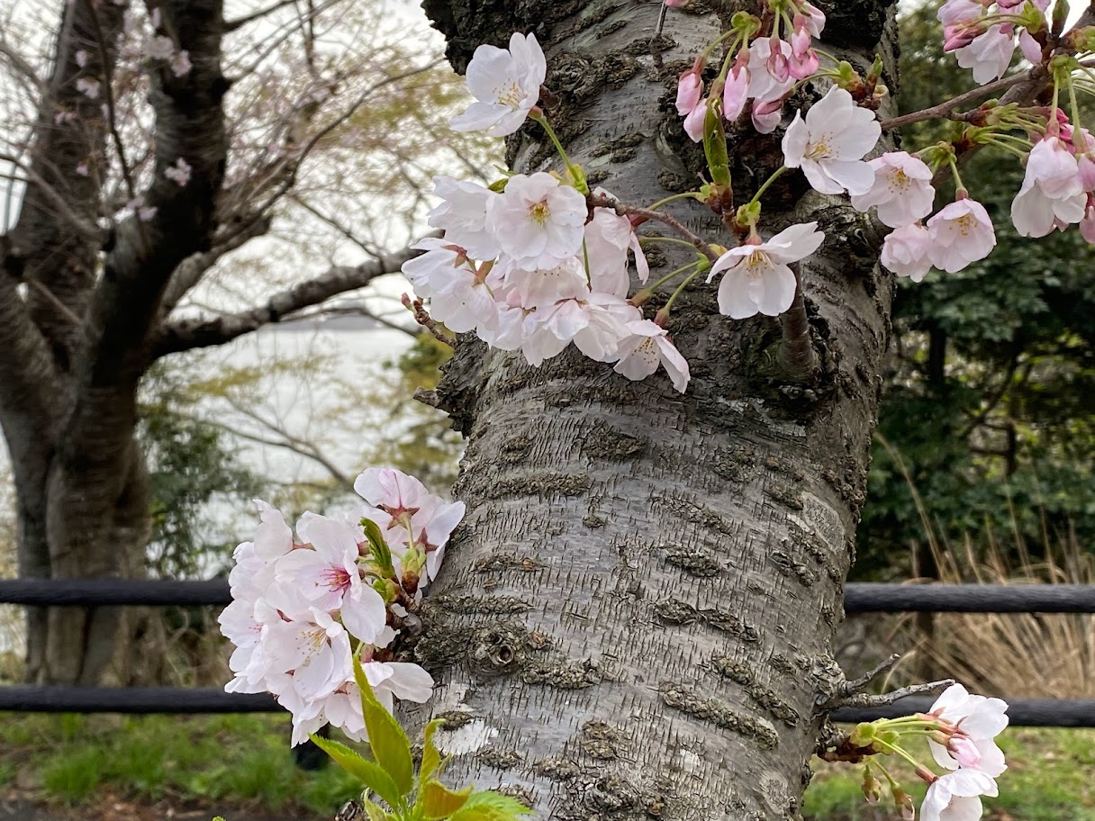しっかり開花している桜も増えてきました！
