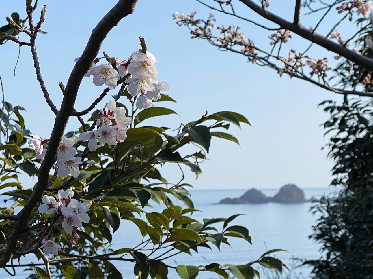 海（貝殻島）と桜