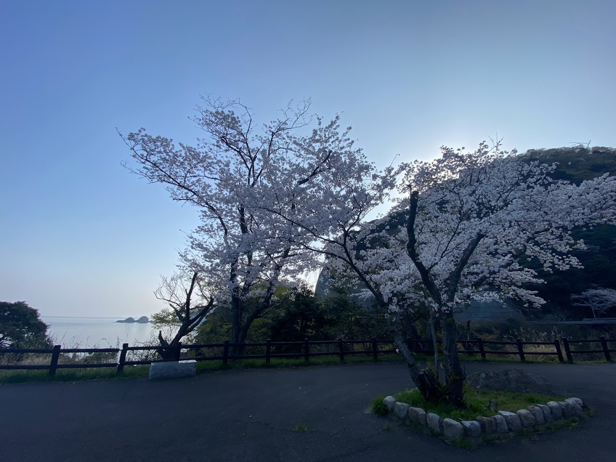 海と貝殻島をバックに桜を眺められる駐車場です！