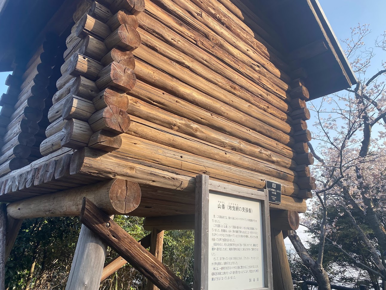 佐津海岸魚見台横の桜もいよいよ満開に！！