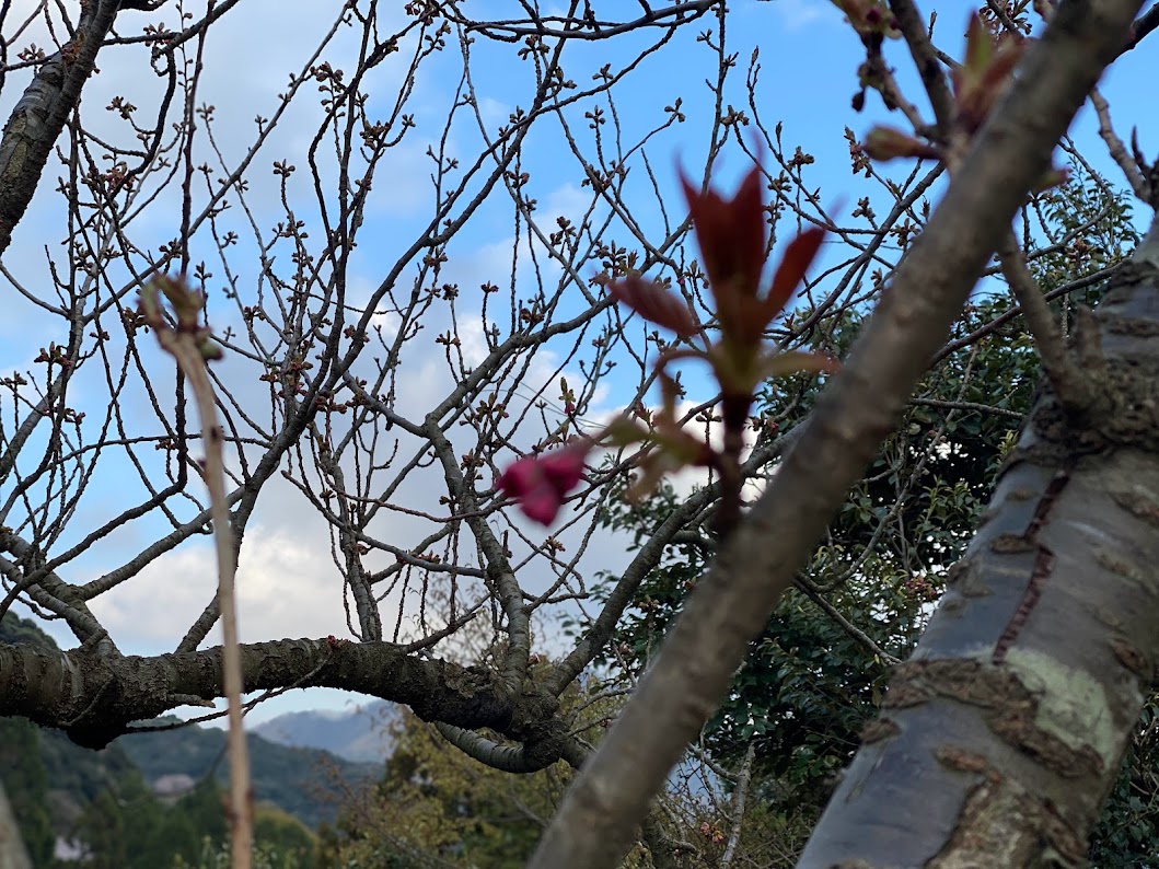 八重桜の開花はまもなく！