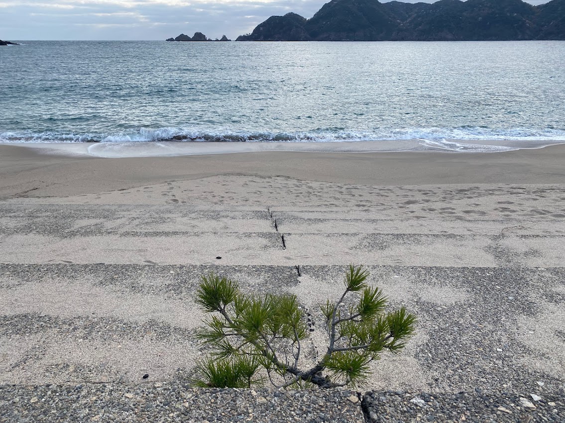 ド根性松。海の沖には貝殻島