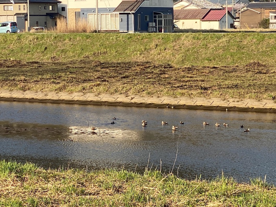 今、佐津川は鴨で賑わっています♪