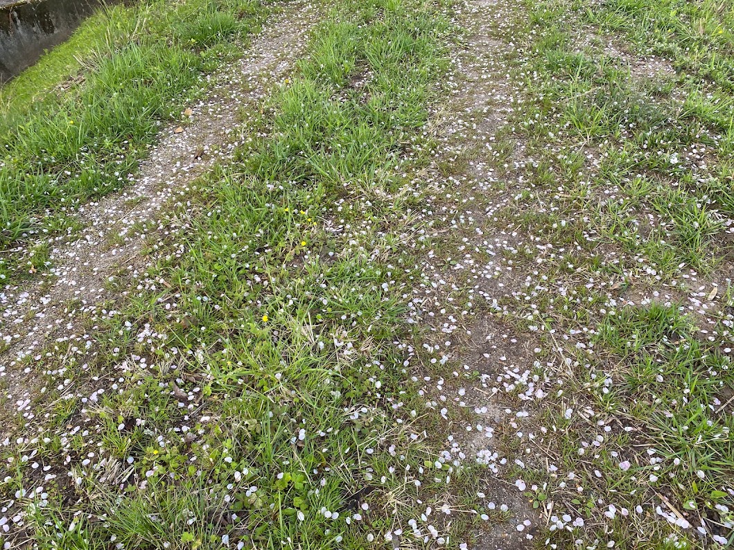 地面に落ちた桜の花びらが増えてきました