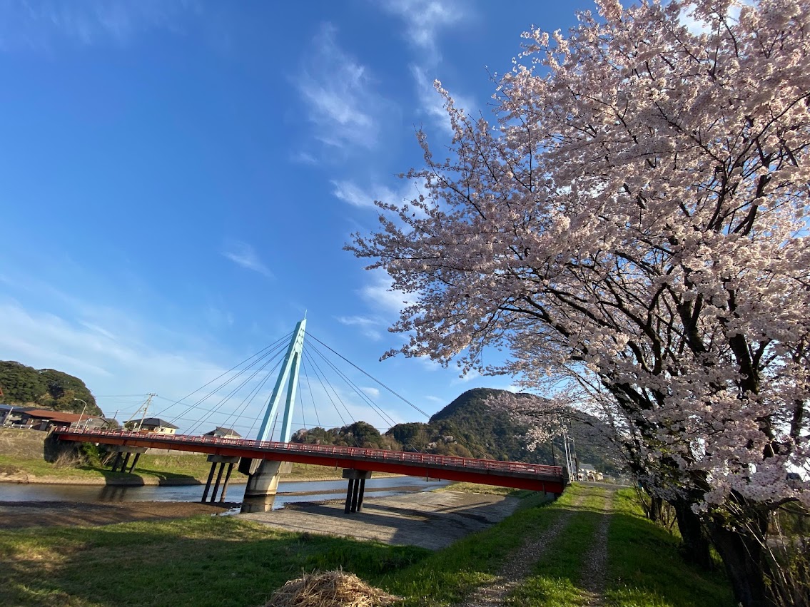 佐津川橋の桜（ソメイヨシノ）