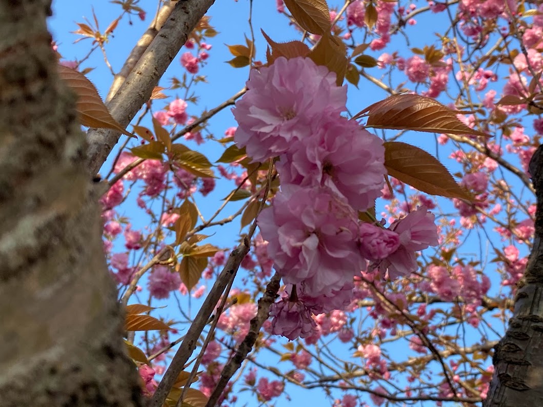 八重桜が見頃です