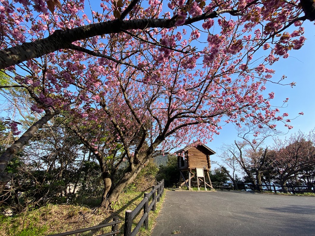 魚見台駐車場入ってすぐの八重桜は満開