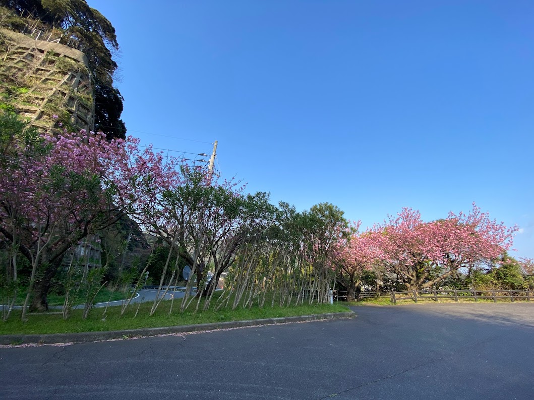 魚見台の八重桜