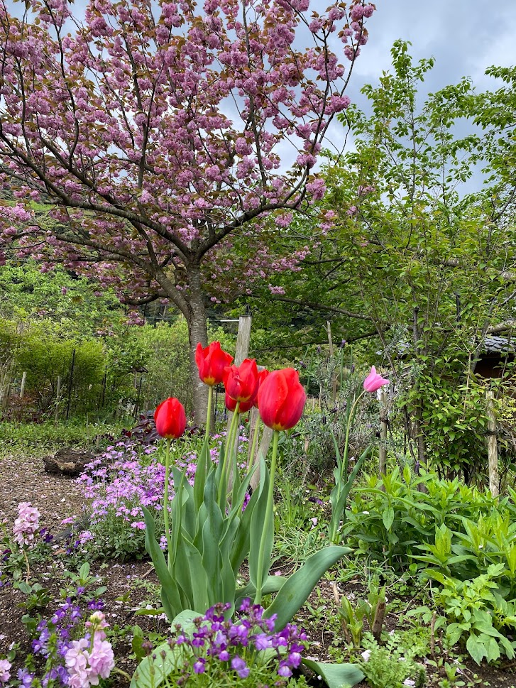 八重桜もギリギリ楽しめる時期です