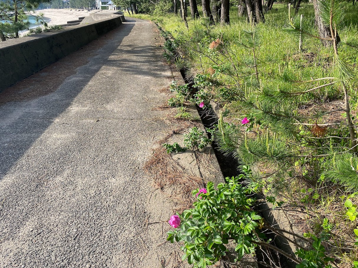 佐津海水浴場遊歩道のハマナス