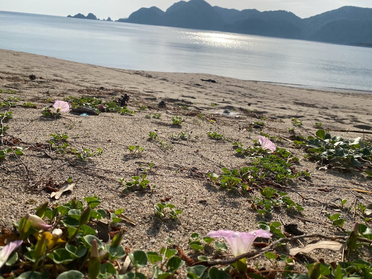 ハマヒルガオも咲いています！（佐津海水浴場）