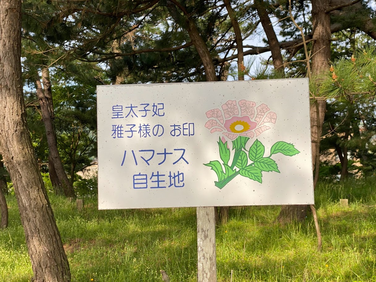 佐津海水浴場ハマナス自生地の看板