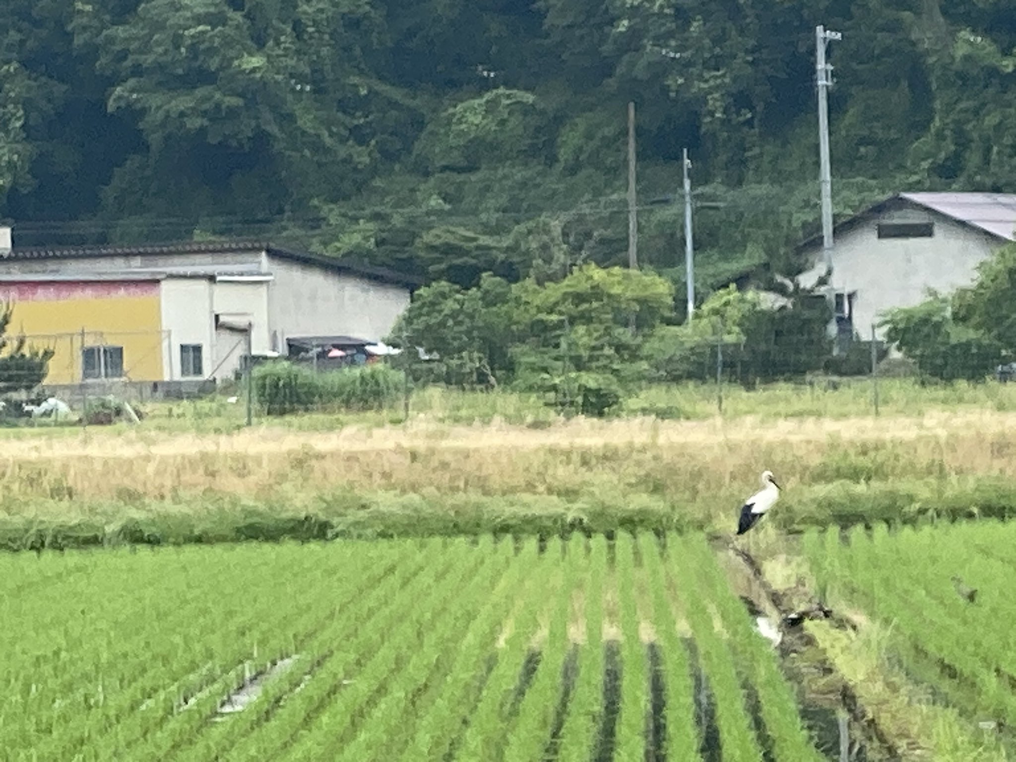 佐津谷のコウノトリ