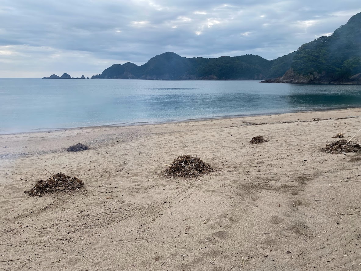 5月末に海藻や木々を集めました