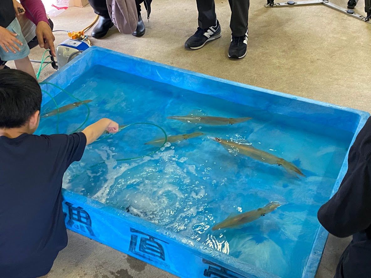 実際にご覧いただける活イカの水槽