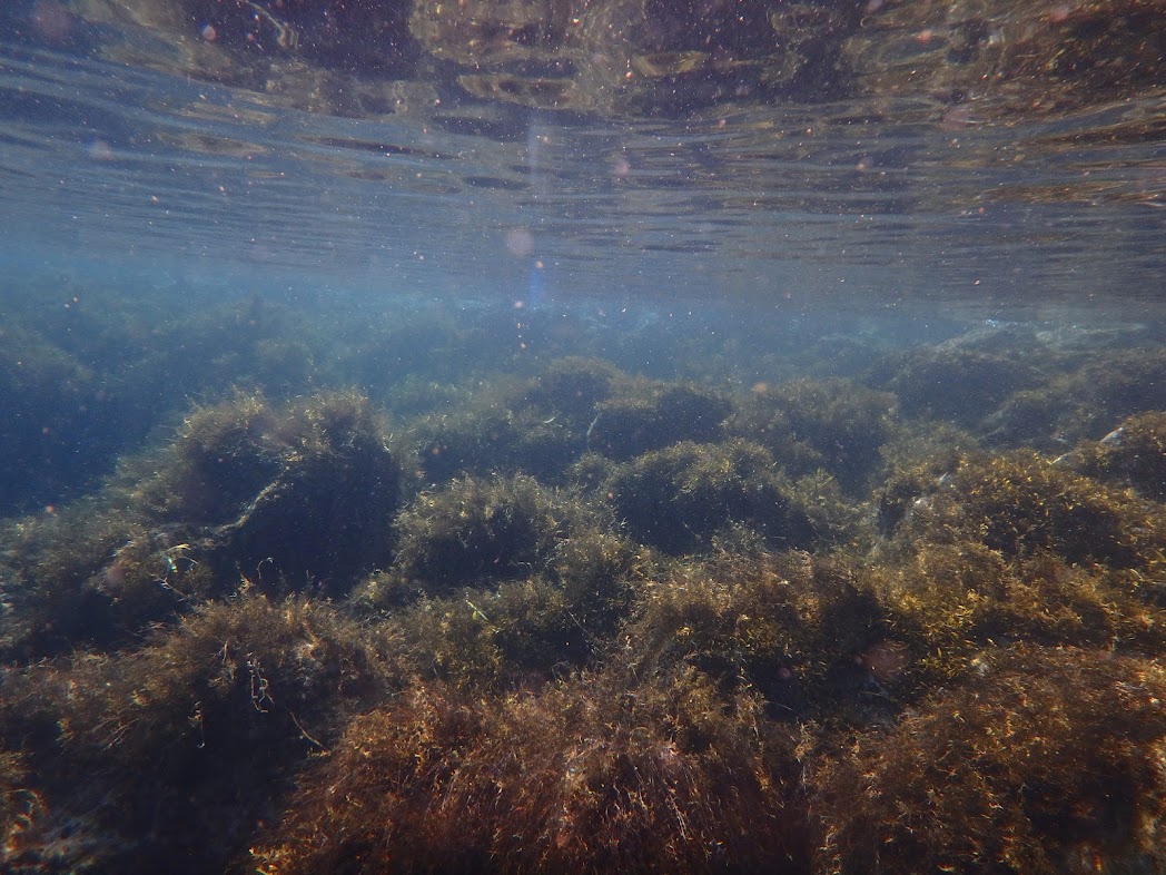 浅場にも生き物はいっぱい！！