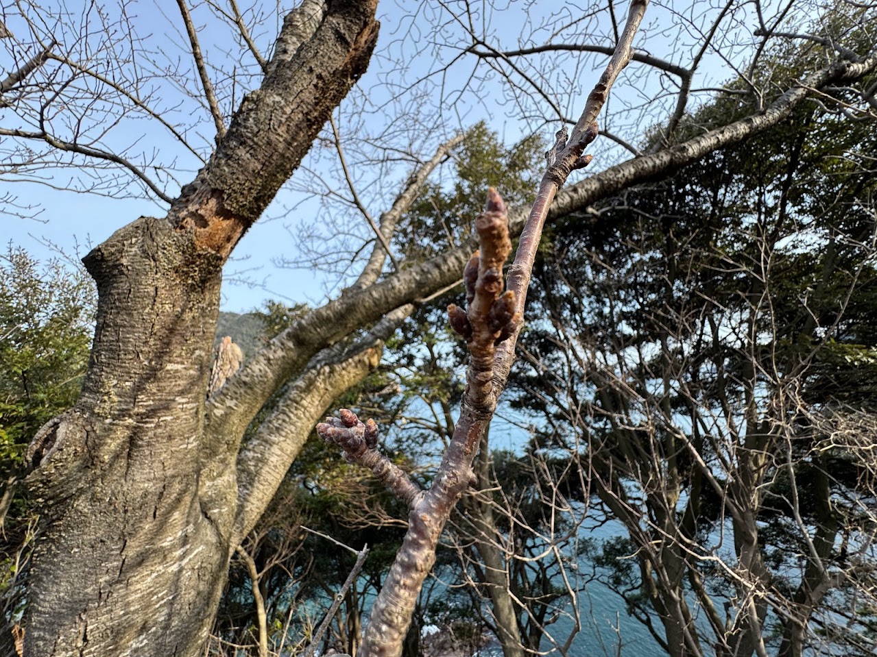 桜、芽が出ています！