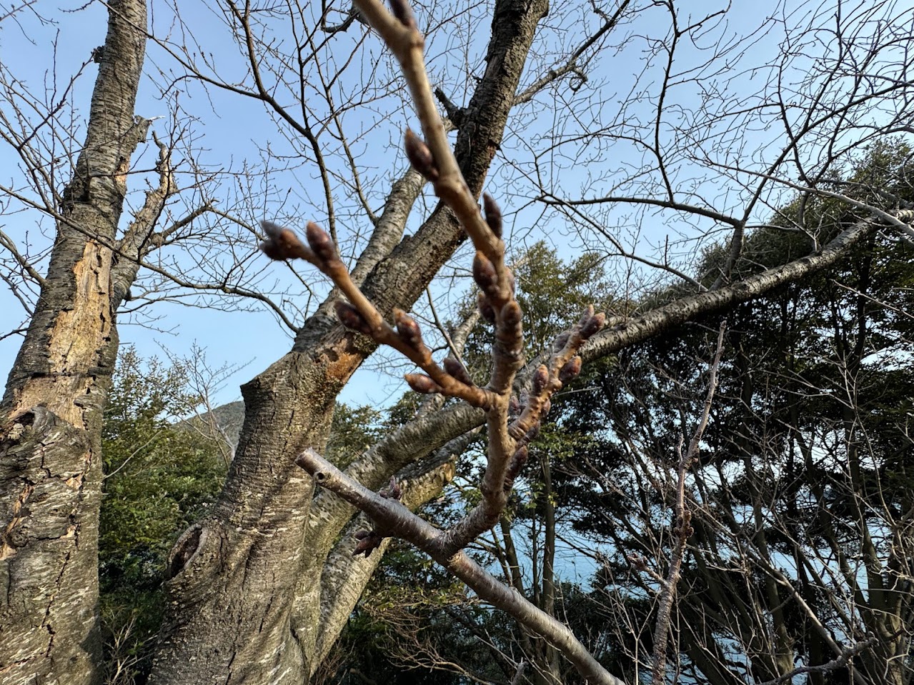 桜開花まであと半月！！