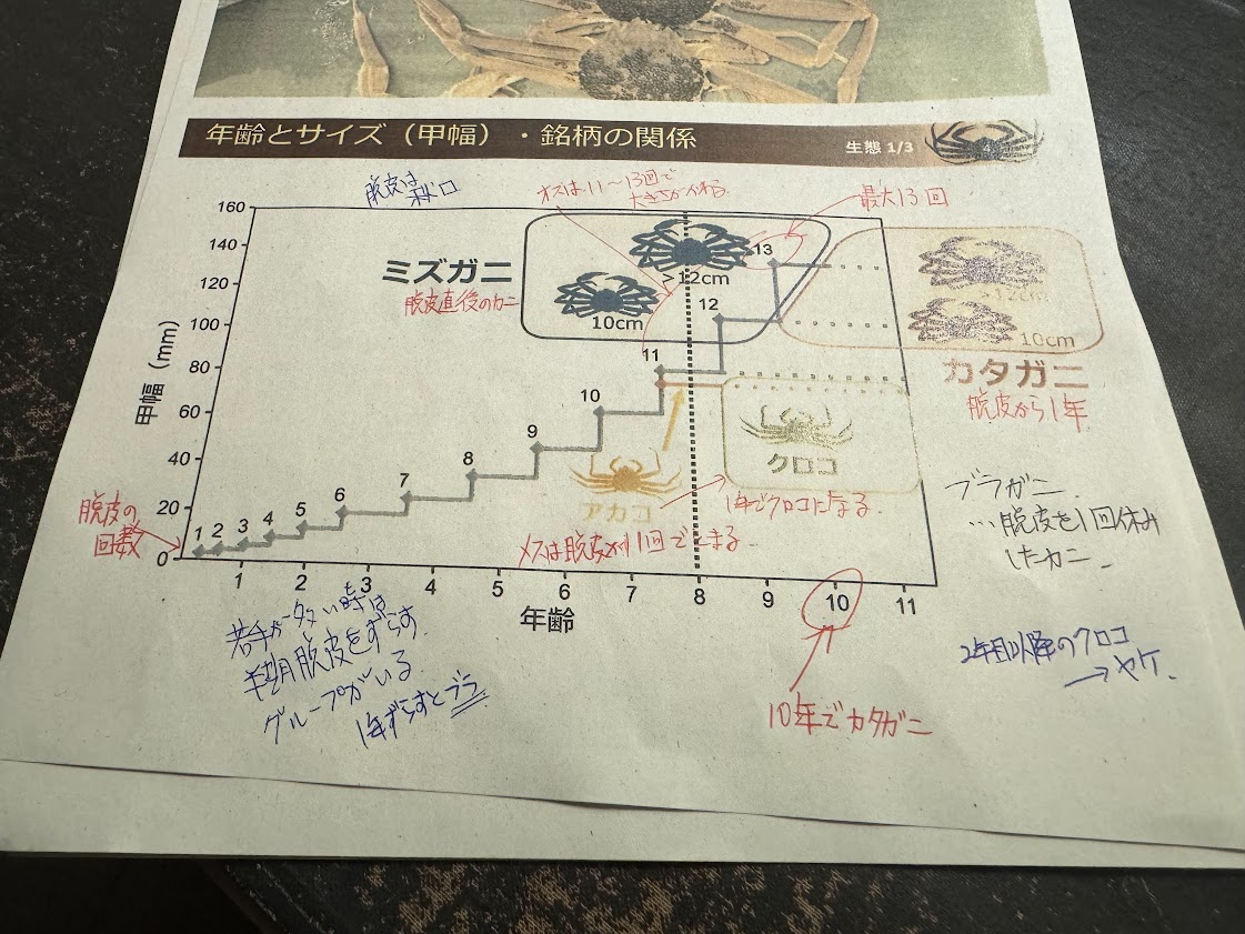 ズワイガニの基礎知識