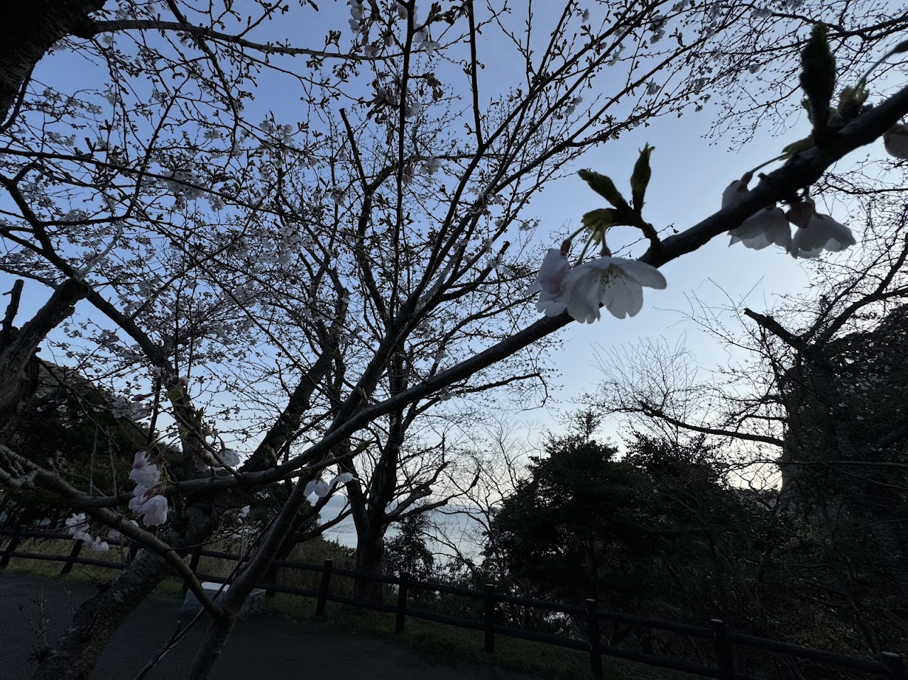 魚見台、駐車場内にある桜は少しだけ開花しています！