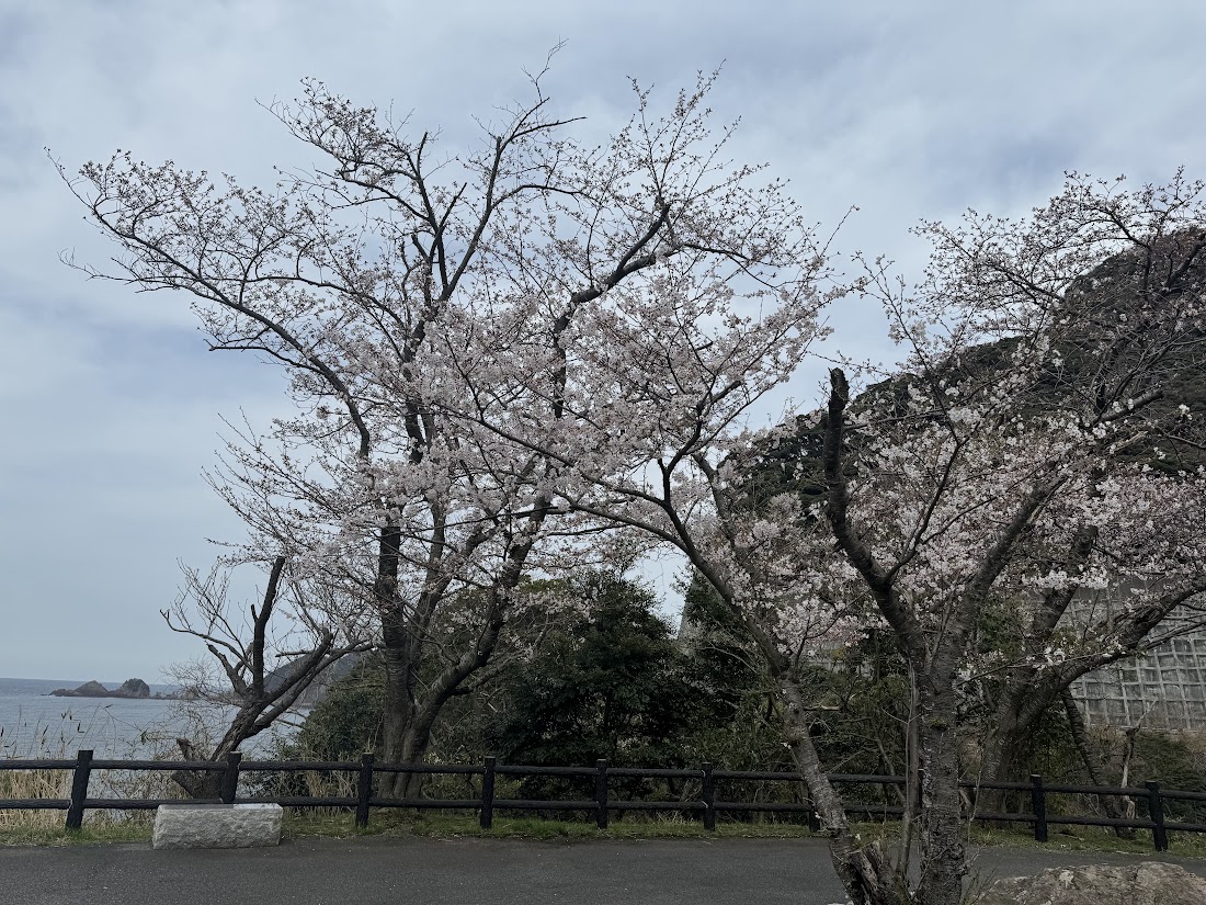 佐津海岸魚見台駐車場の桜