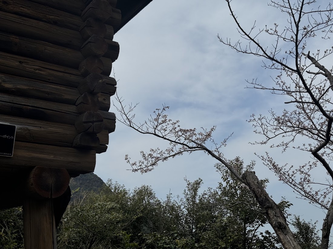 魚見台すぐ横の桜