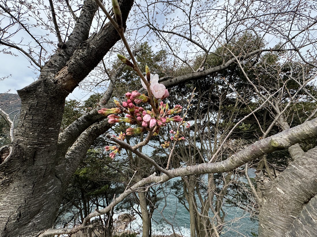 魚見台横の桜、開花目前です！！