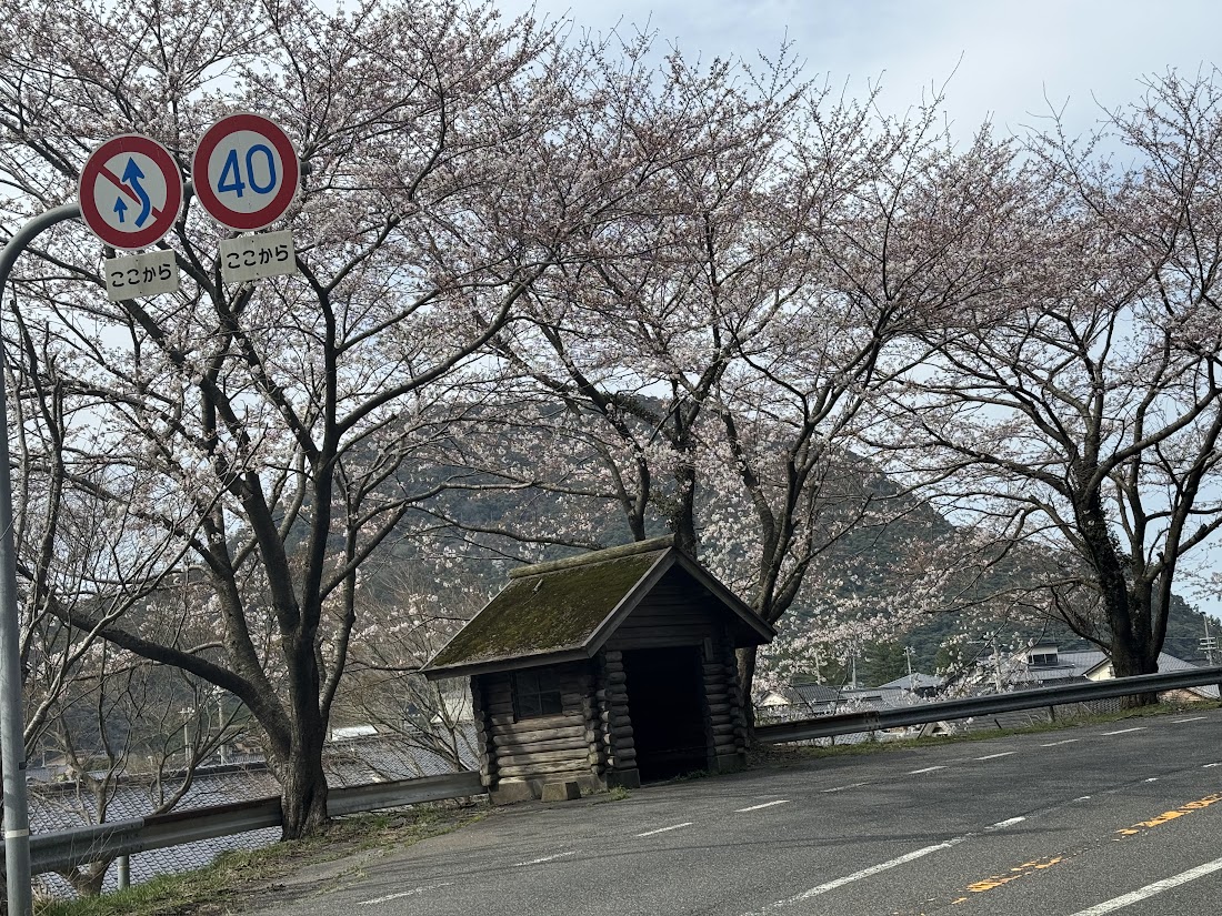 訓谷バス停の桜（ソメイヨシノ）