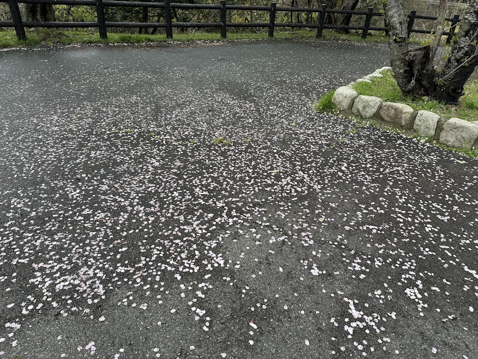 たくさん落ちているソメイヨシノの花びら