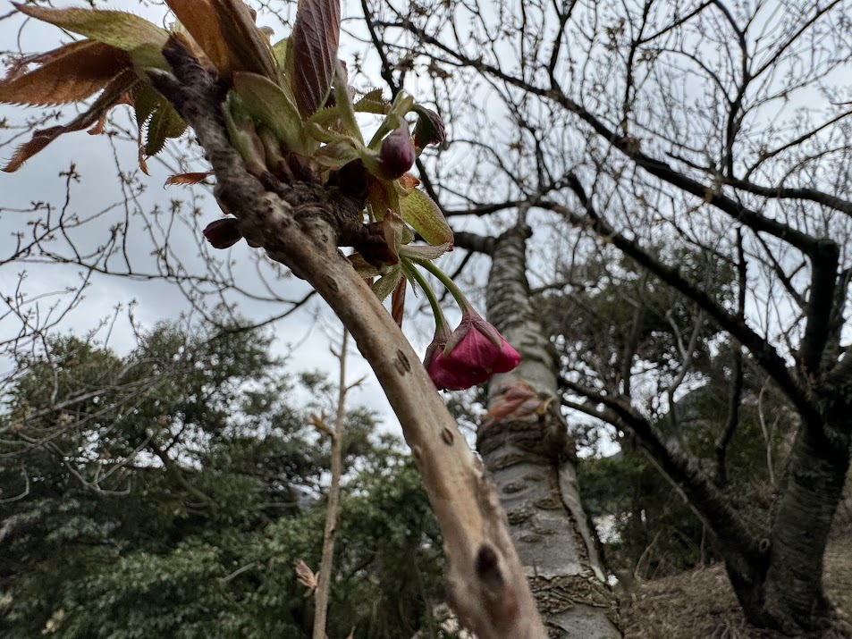 八重桜の蕾（４月９日時点）