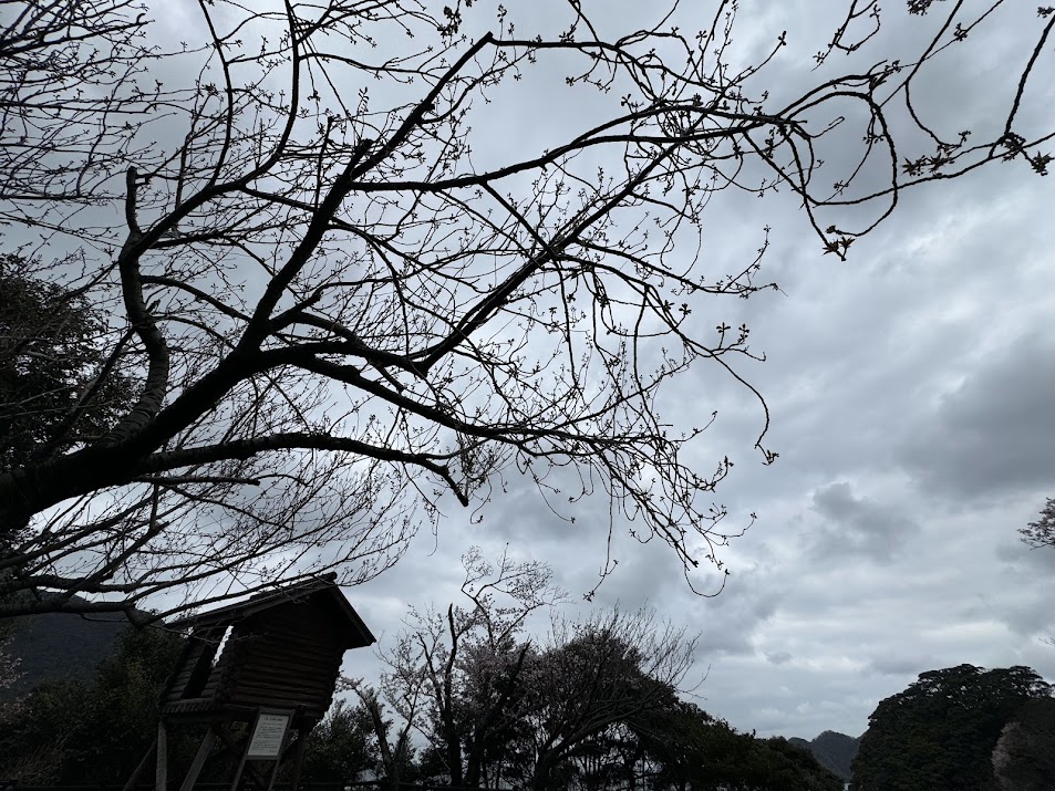 間も無くこの木に八重桜が咲き始めます