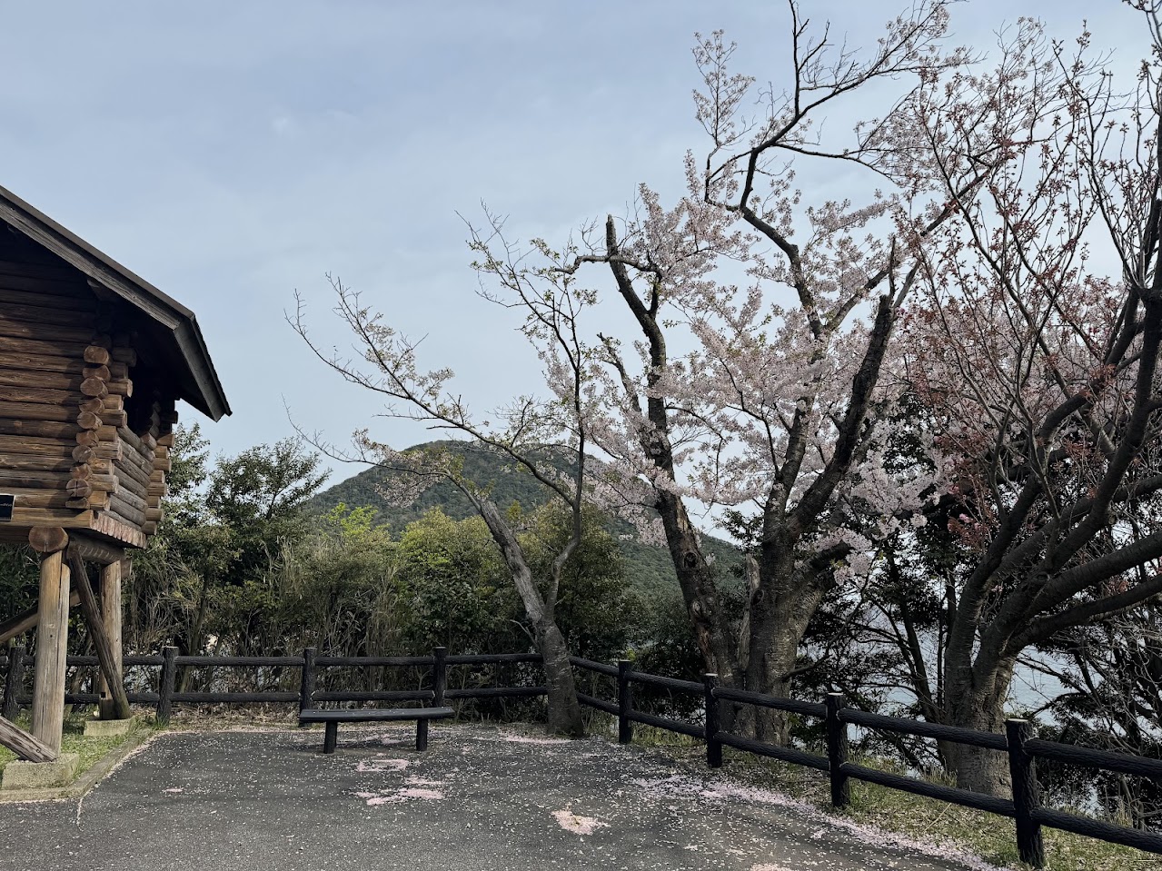 佐津海岸魚見台の散りゆく桜