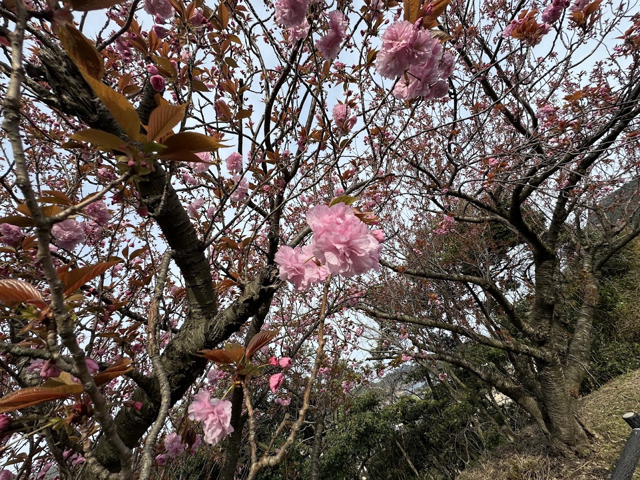 ソメイヨシノとはまた違った美しさのある八重桜