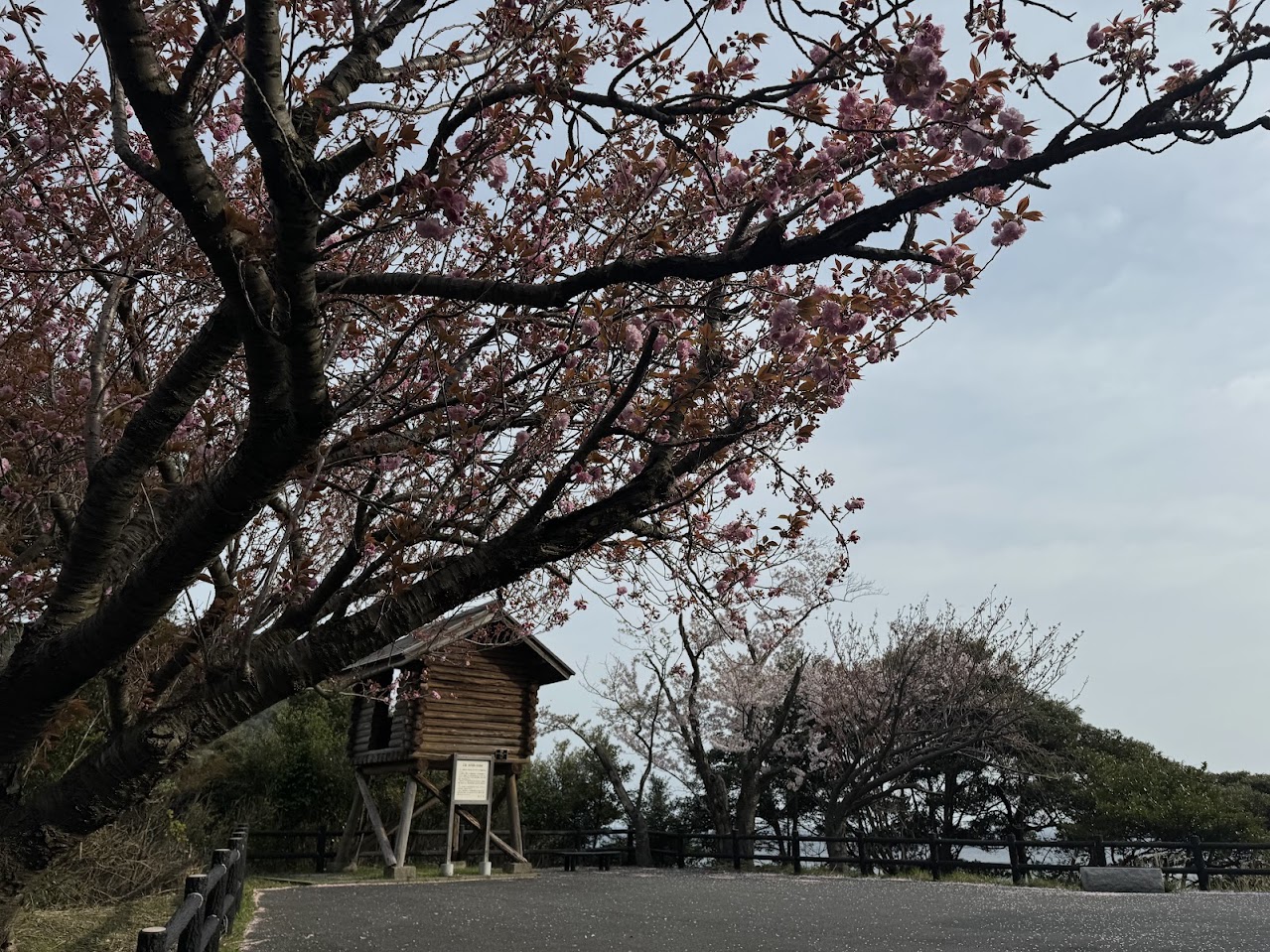 魚見台駐車場入り口にある八重桜が咲き始めました