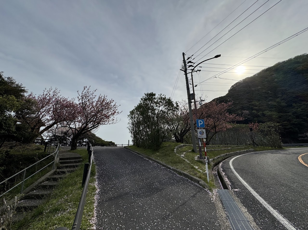 魚見台P入り口と道路沿いの八重桜