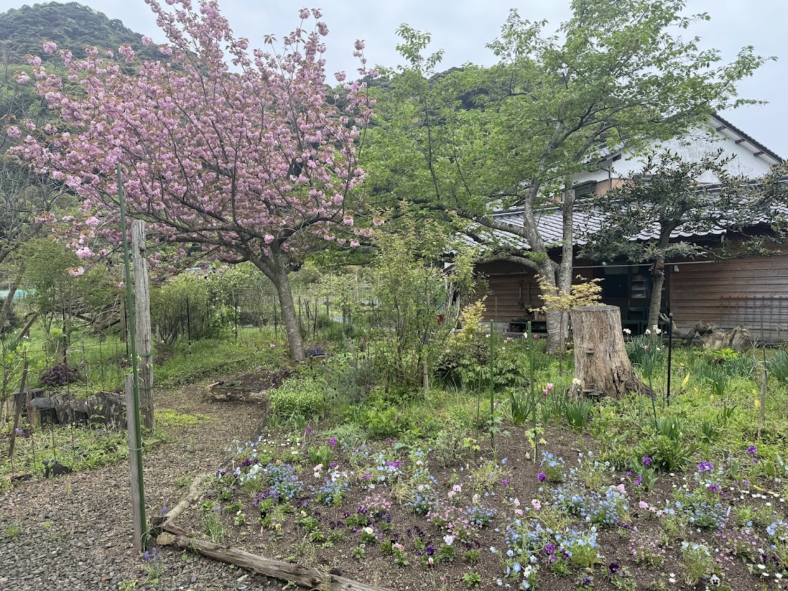 オープンガーデンと八重桜