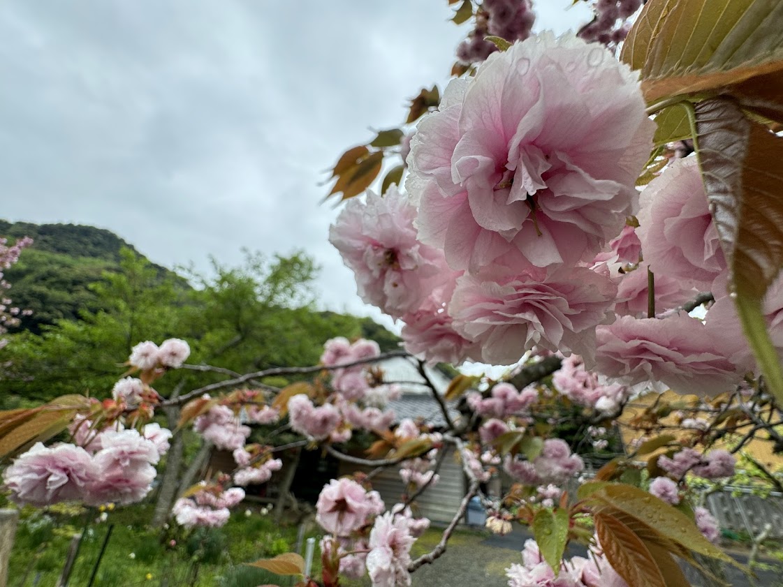 満開の八重桜