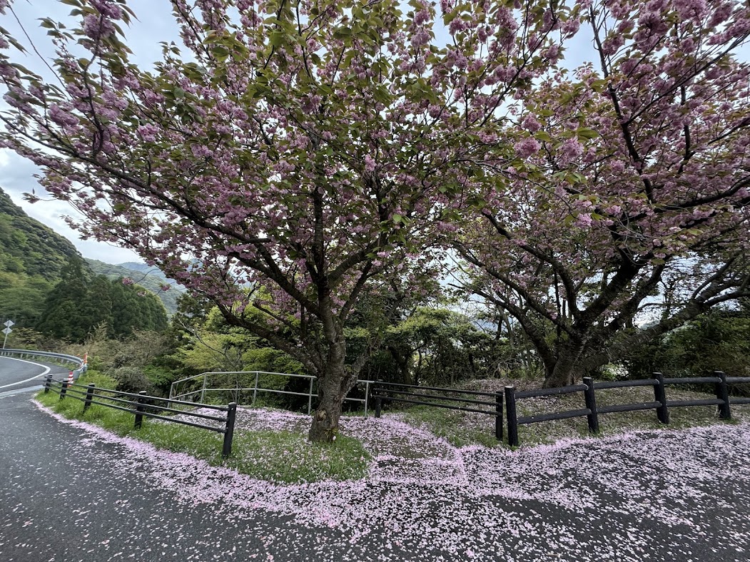 魚見台駐車場入り口の八重桜