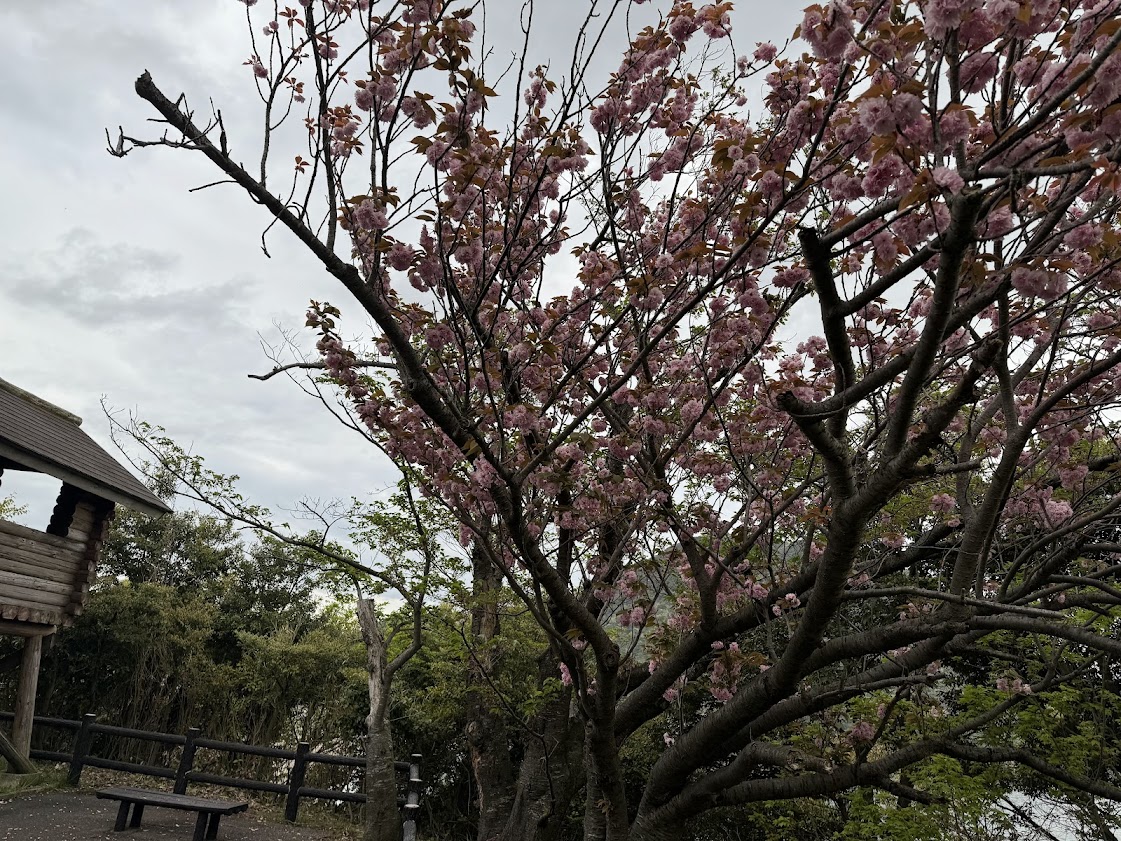 一昨日がピークの海沿いの八重桜