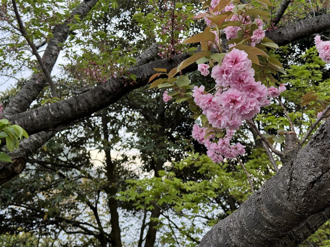 背景は海。満開の八重桜